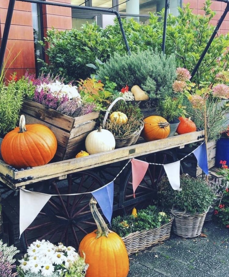 Fall Vibes